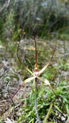 Caladenia straminichila
