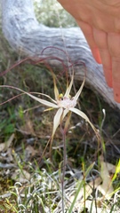 Caladenia polychroma