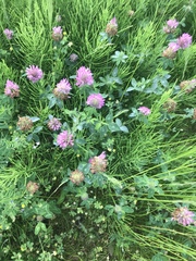 Trifolium pratense