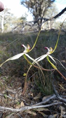 Caladenia × cala