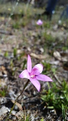 Elythranthera emarginata