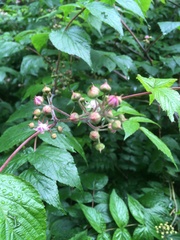 Rubus