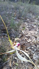 Caladenia × cala