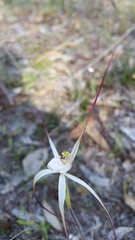 Caladenia varians