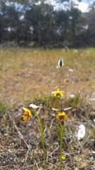 Diuris decrementa