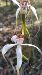 Caladenia longicauda eminens