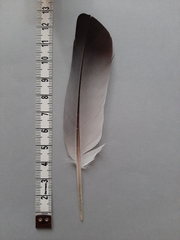 Columba livia domestica