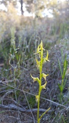 Prasophyllum gracile