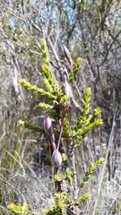 Thelymitra cornicina