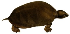 Big-Headed Amazon River Turtle photo 2