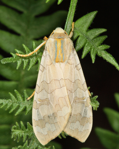 Banded Tussock Moth, photo 3 of 10