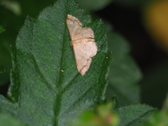 Idaea impexa