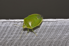 Glaucias