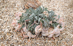 Astragalus coccineus