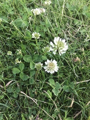 Trifolium repens