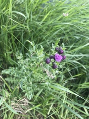 Cirsium arvense