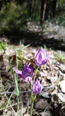 Thelymitra macrophylla