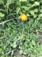 Pilosella aurantiaca