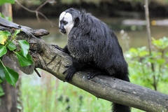White-Faced Saki photo 3