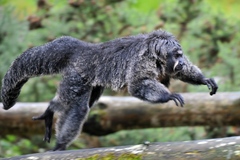 White-Faced Saki photo 4