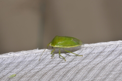 Glaucias