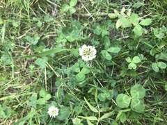 Trifolium repens