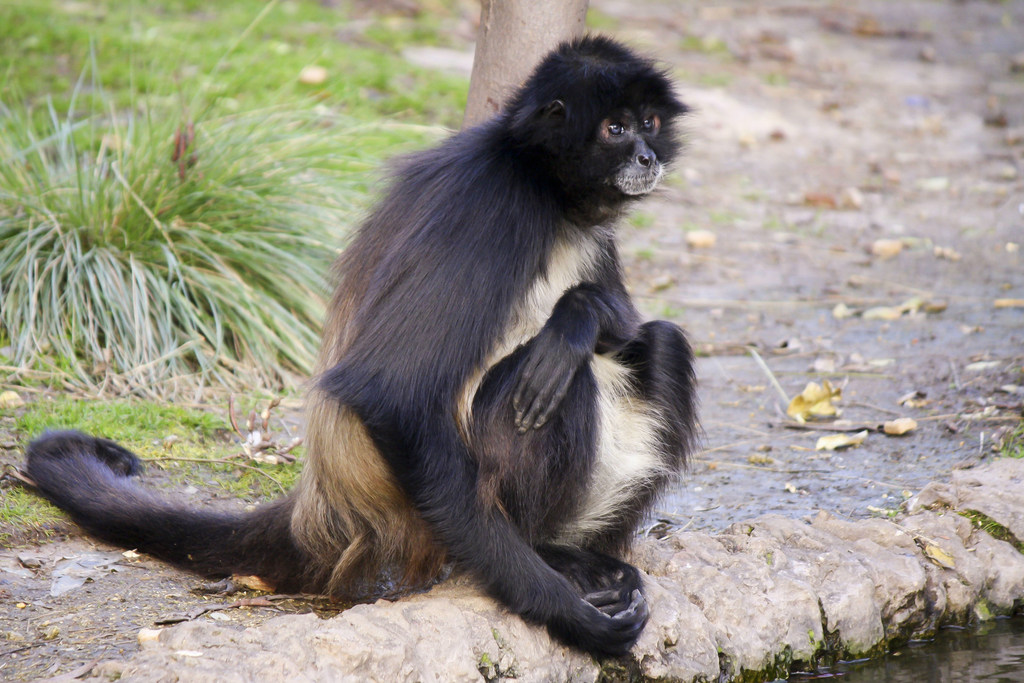 White-Fronted Spider Monkey