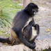 Macaco-Aranha-Branco - Photo (c) Fábio Manfredini, alguns direitos reservados (CC BY)