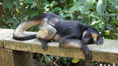 White-Fronted Spider Monkey photo 4