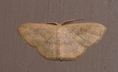 Perixera griseata