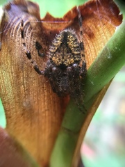 Eriophora edax