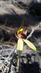 Caladenia macrostylis