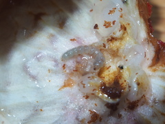 Conopomorpha sinensis