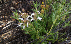 Salvia eremostachya