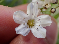 Eremogone capillaris