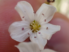 Eremogone capillaris
