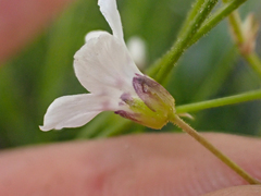 Eremogone capillaris