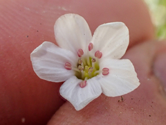 Eremogone capillaris