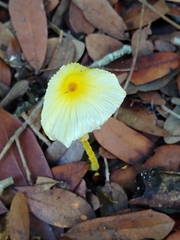 Leucocoprinus fragilissimus image