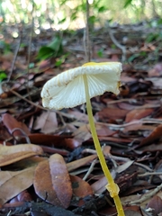 Leucocoprinus fragilissimus image