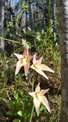 Caladenia × spectabilis