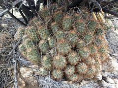 Echinocereus engelmannii engelmannii
