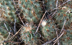 Echinocereus engelmannii engelmannii
