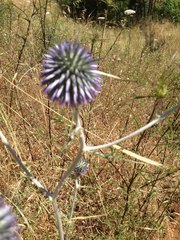 Echinops adenocaulos