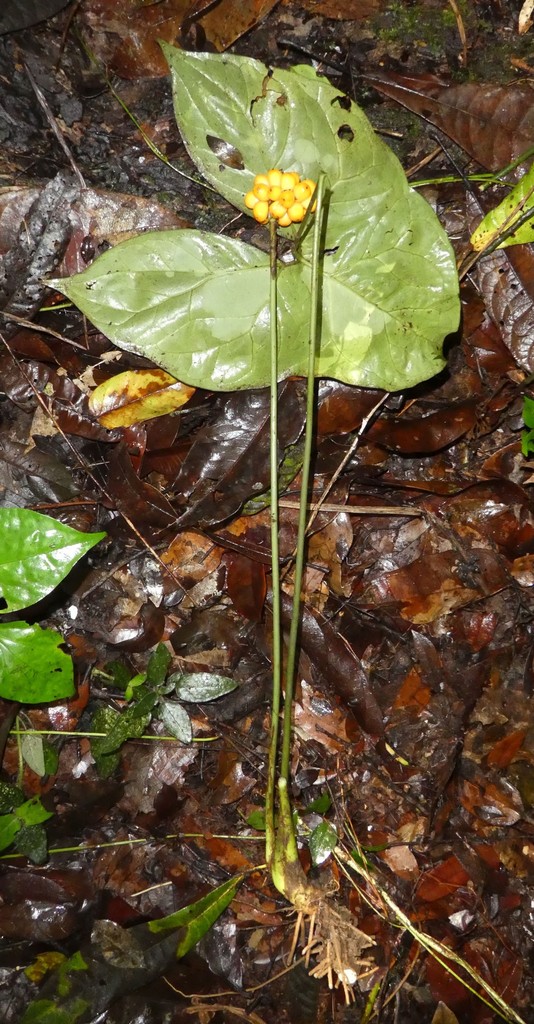 Arrowhead plant