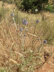 Echinops adenocaulos
