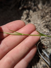 Eremogone capillaris