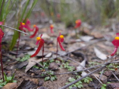 Utricularia menziesii