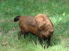 Bush Dog photo 3