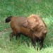 Bush Dog - Photo (c) Bonne1978, some rights reserved (CC BY-SA)